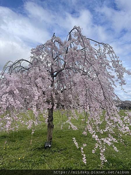 [2024東北賞櫻]仙台賞櫻去‧參加當地2日賞櫻團-北上展勝