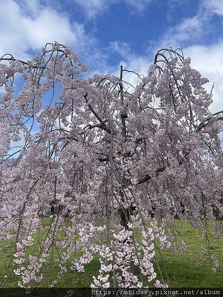 [2024東北賞櫻]仙台賞櫻去‧參加當地2日賞櫻團-北上展勝