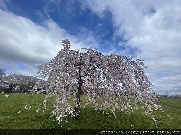 [2024東北賞櫻]仙台賞櫻去‧參加當地2日賞櫻團-北上展勝