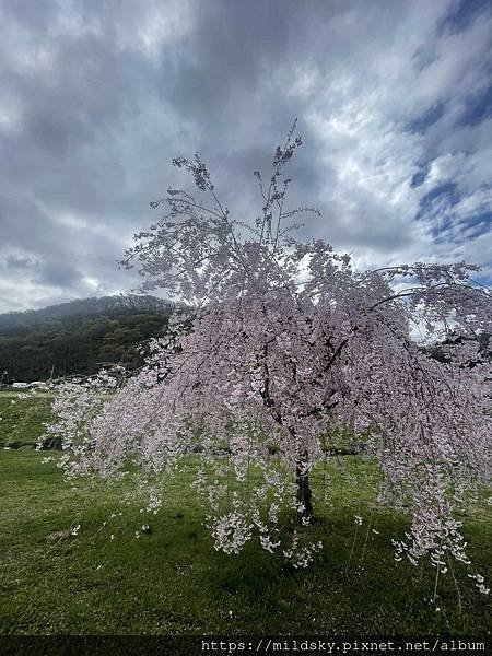 [2024東北賞櫻]仙台賞櫻去‧參加當地2日賞櫻團-北上展勝