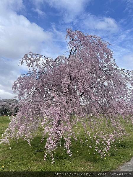 [2024東北賞櫻- 弘前公園+角館+北上展勝地+小岩井農場