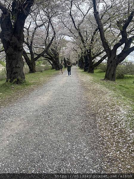 [2024東北賞櫻]仙台賞櫻去‧參加當地2日賞櫻團-北上展勝