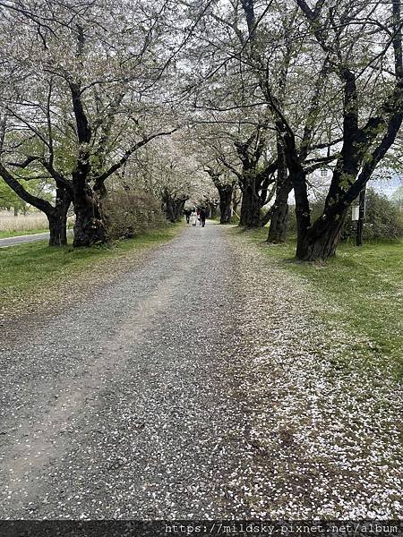 [2024東北賞櫻]仙台賞櫻去‧參加當地2日賞櫻團-北上展勝