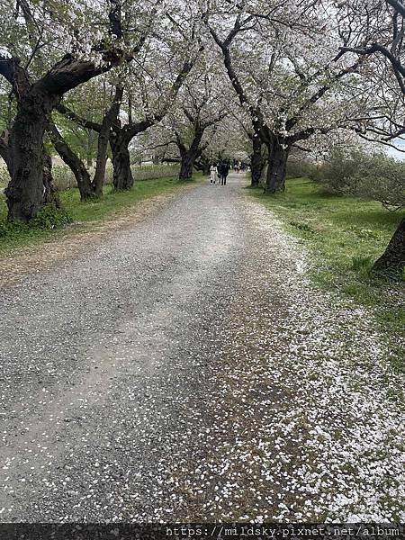 [2024東北賞櫻]仙台賞櫻去‧參加當地2日賞櫻團-北上展勝