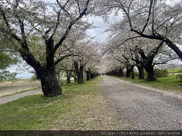 [2024東北賞櫻]仙台賞櫻去‧參加當地2日賞櫻團-北上展勝