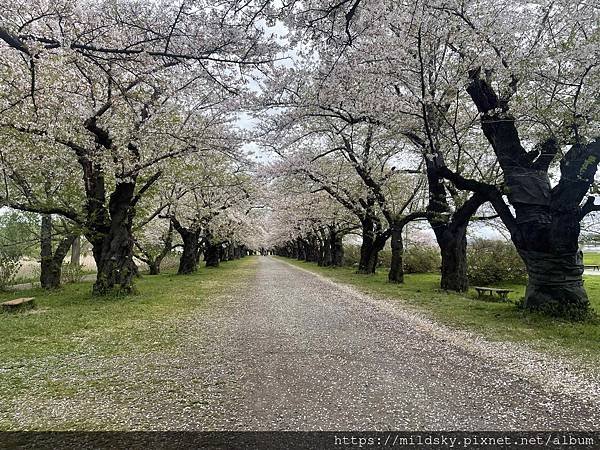 [2024東北賞櫻]仙台賞櫻去‧參加當地2日賞櫻團-北上展勝