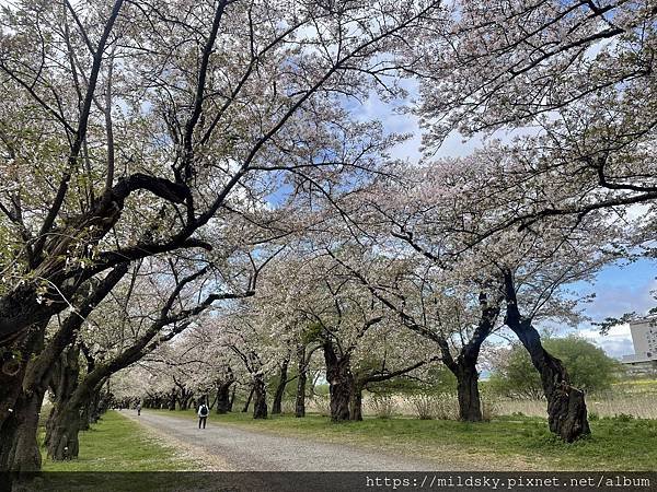 [2024東北賞櫻]仙台賞櫻去‧參加當地2日賞櫻團-北上展勝