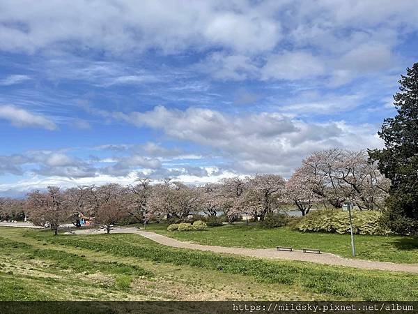 [2024東北賞櫻]仙台賞櫻去‧參加當地2日賞櫻團-北上展勝