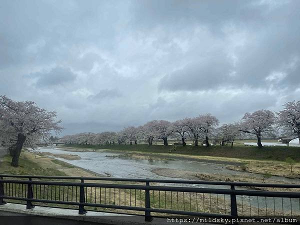 [2024東北賞櫻]仙台賞櫻去‧參加當地2日賞櫻團-北上展勝