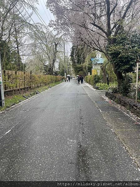 [2024東北賞櫻]仙台賞櫻去‧參加當地2日賞櫻團-北上展勝