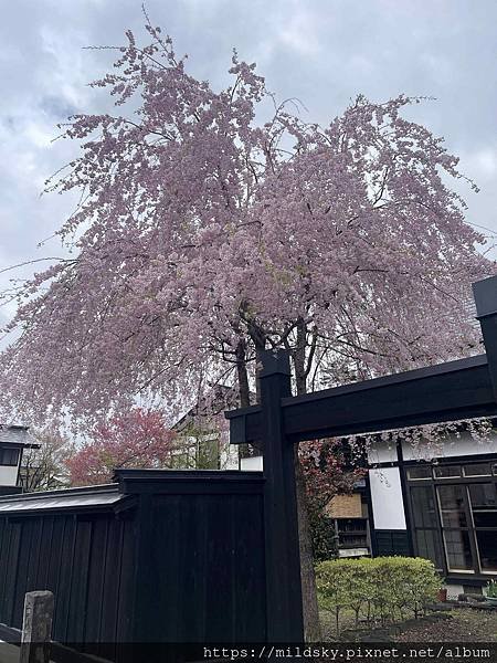 [2024東北賞櫻]仙台賞櫻去‧參加當地2日賞櫻團-北上展勝