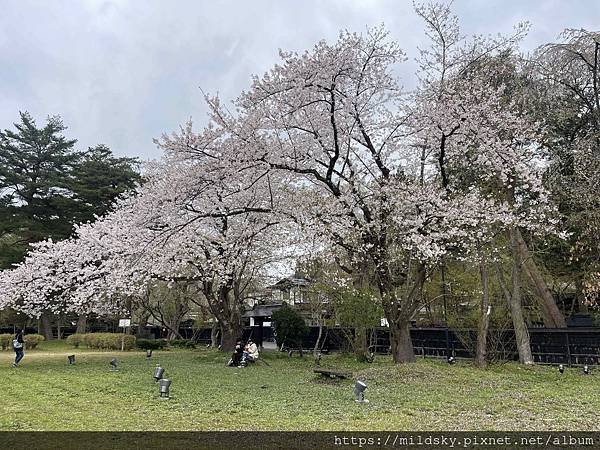 [2024東北賞櫻]仙台賞櫻去‧參加當地2日賞櫻團-北上展勝