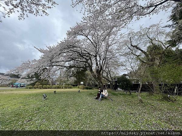 [2024東北賞櫻]仙台賞櫻去‧參加當地2日賞櫻團-北上展勝