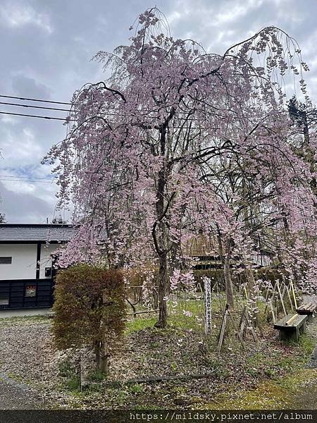 [2024東北賞櫻]仙台賞櫻去‧參加當地2日賞櫻團-北上展勝