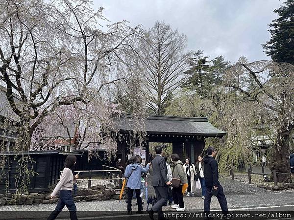 [2024東北賞櫻]仙台賞櫻去‧參加當地2日賞櫻團-北上展勝