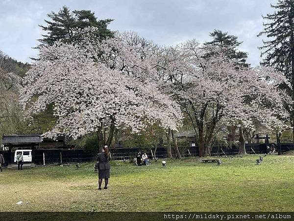 [2024東北賞櫻]仙台賞櫻去‧參加當地2日賞櫻團-北上展勝