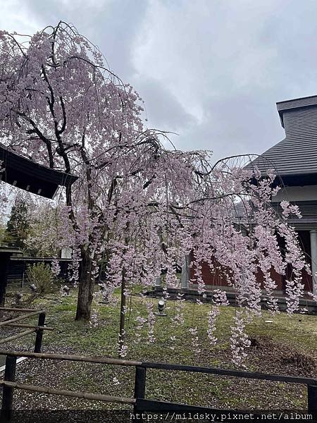 [2024東北賞櫻]仙台賞櫻去‧參加當地2日賞櫻團-北上展勝