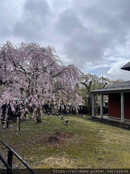 [2024東北賞櫻]仙台賞櫻去‧參加當地2日賞櫻團-北上展勝