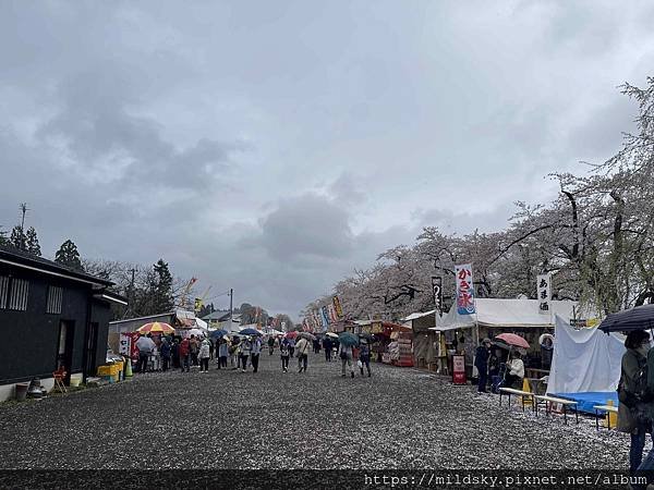 [2024東北賞櫻]仙台賞櫻去‧參加當地2日賞櫻團-北上展勝