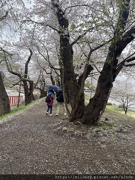 [2024東北賞櫻]仙台賞櫻去‧參加當地2日賞櫻團-北上展勝