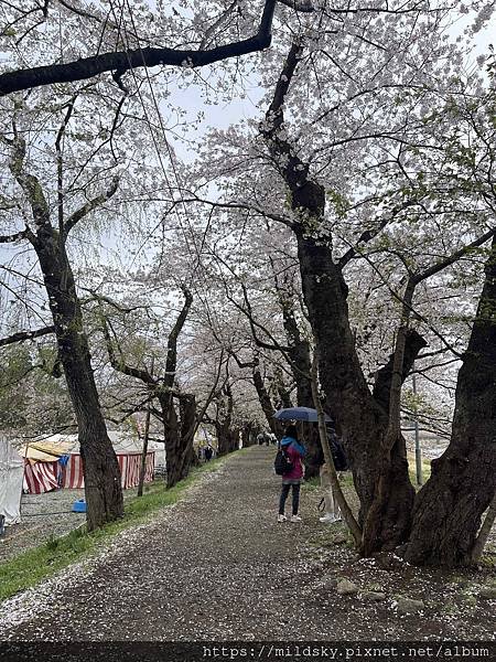 [2024東北賞櫻]仙台賞櫻去‧參加當地2日賞櫻團-北上展勝