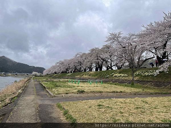 [2024東北賞櫻]仙台賞櫻去‧參加當地2日賞櫻團-北上展勝