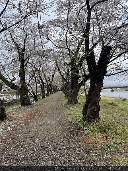 [2024東北賞櫻]仙台賞櫻去‧參加當地2日賞櫻團-北上展勝