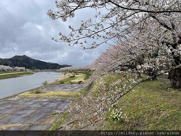 [2024東北賞櫻]仙台賞櫻去‧參加當地2日賞櫻團-北上展勝