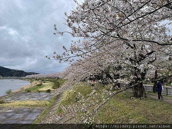 [2024東北賞櫻]仙台賞櫻去‧參加當地2日賞櫻團-北上展勝