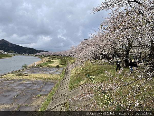 [2024東北賞櫻]仙台賞櫻去‧參加當地2日賞櫻團-北上展勝