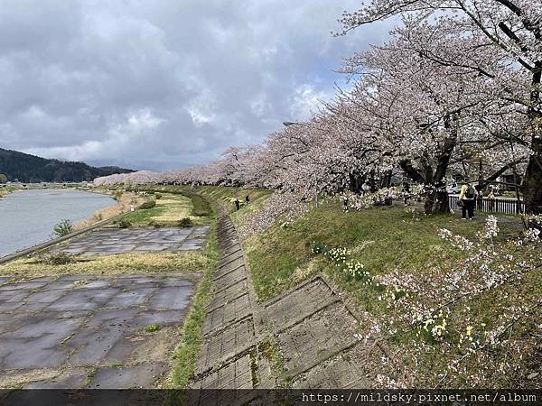 [2024東北賞櫻]仙台賞櫻去‧參加當地2日賞櫻團-北上展勝