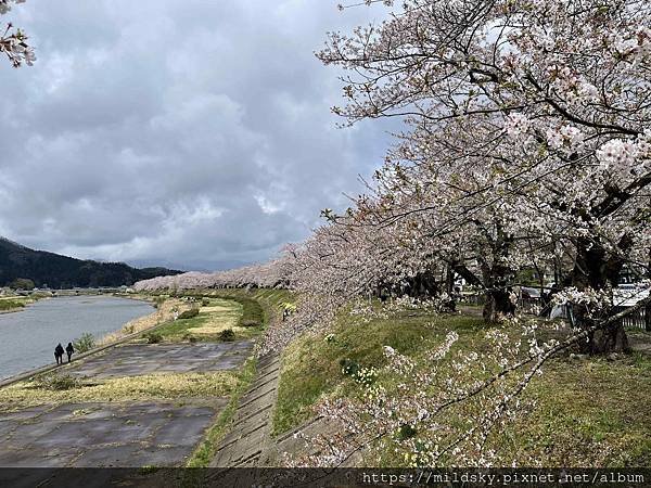 [2024東北賞櫻]仙台賞櫻去‧參加當地2日賞櫻團-北上展勝