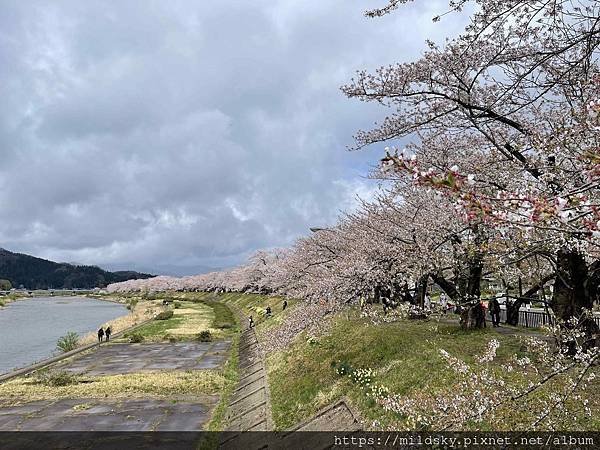 [2024東北賞櫻]仙台賞櫻去‧參加當地2日賞櫻團-北上展勝