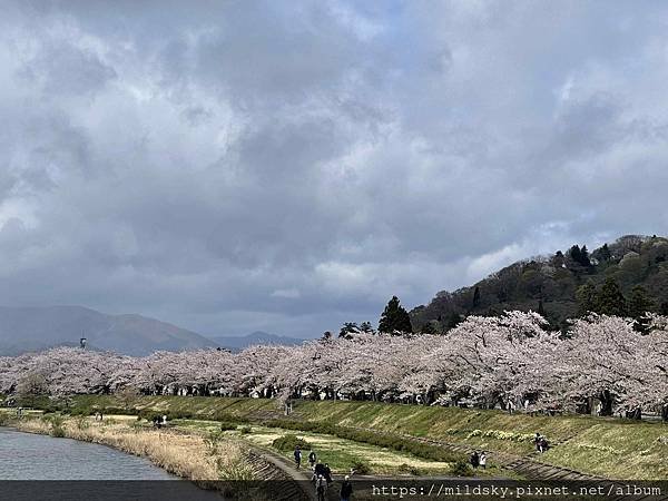 [2024東北賞櫻]仙台賞櫻去‧參加當地2日賞櫻團-北上展勝