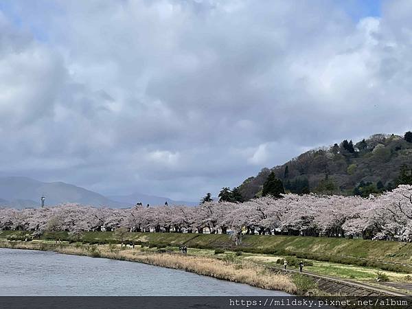 [2024東北賞櫻]仙台賞櫻去‧參加當地2日賞櫻團-北上展勝