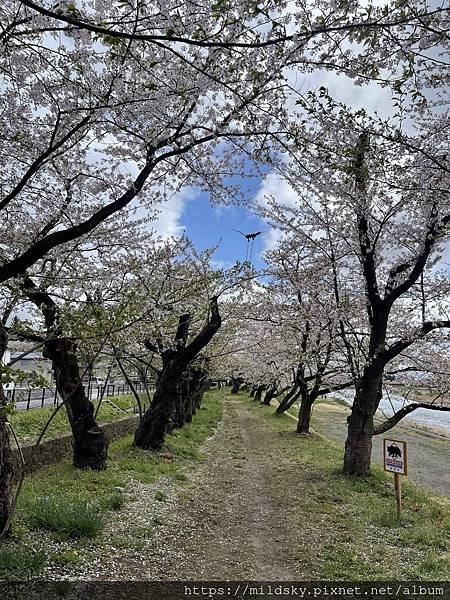 [2024東北賞櫻]仙台賞櫻去‧參加當地2日賞櫻團-北上展勝