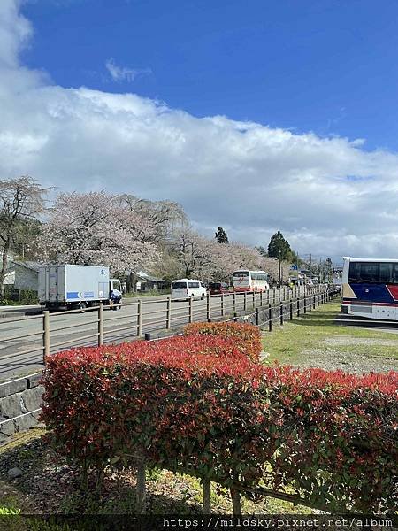 [2024東北賞櫻]仙台賞櫻去‧參加當地2日賞櫻團-北上展勝