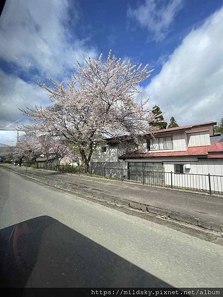 [2024東北賞櫻]仙台賞櫻去‧參加當地2日賞櫻團-北上展勝