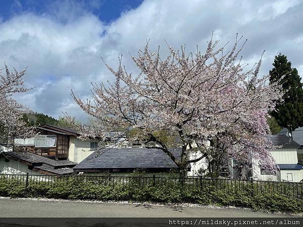 [2024東北賞櫻]仙台賞櫻去‧參加當地2日賞櫻團-北上展勝