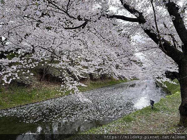 [2024東北賞櫻] 仙台市區　日本三景松島　東北美食　星宇