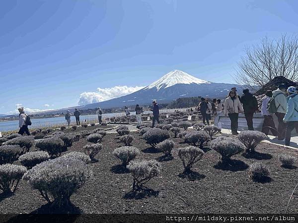 [2025春‧東京]3/7富士山一日遊+東京都廳夜景