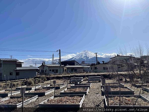 [2025春‧東京]3/7富士山一日遊+東京都廳夜景