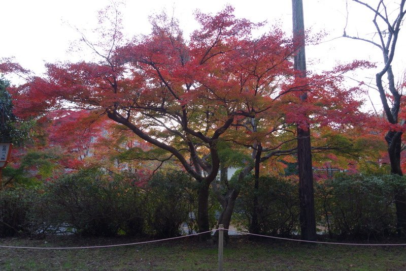 DSC01378.JPG