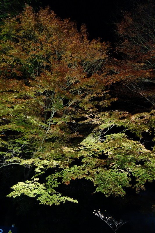 DSC01487.JPG