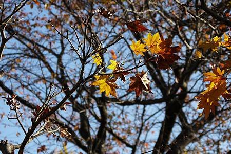 蘋果園和紅楓 (207)