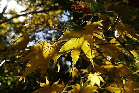 紅楓和蘋果