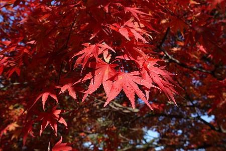 蘋果園和紅楓