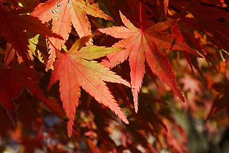 南田温泉蘋果園和紅楓