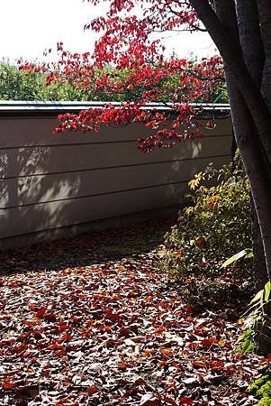 南田温泉蘋果園和紅楓