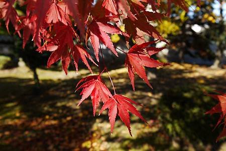 南田温泉蘋果園和紅楓